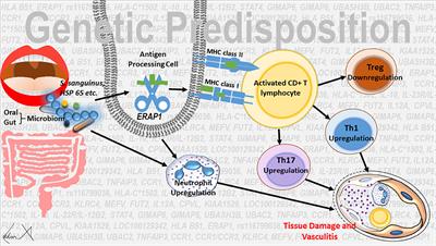 Behçet’s Disease: An Overview of Etiopathogenesis